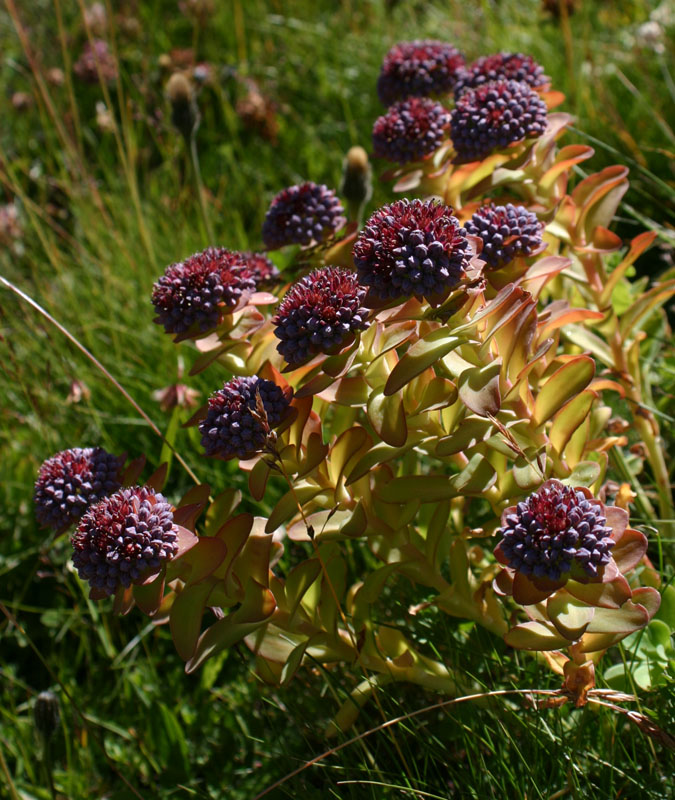 Hylotelephium anacampseros / Borracina anacampsero